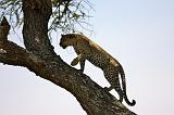 TANZANIA - Serengeti National Park - Leopardo - 18